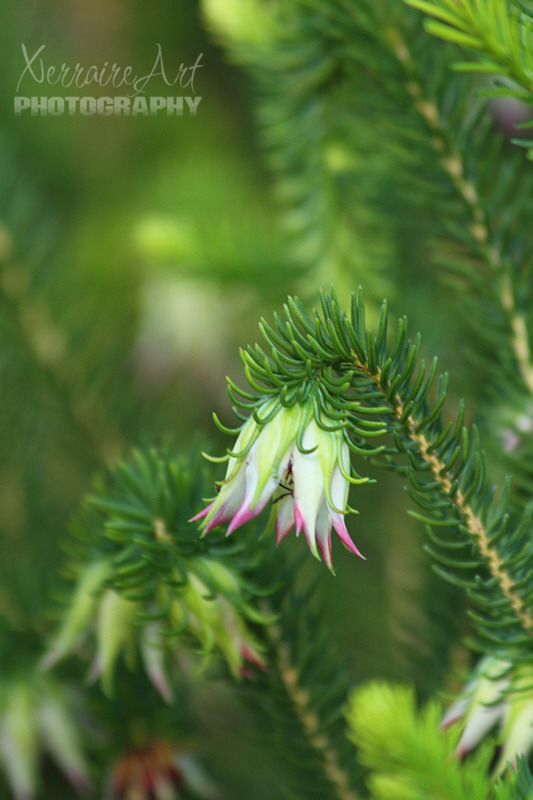 I always love to see these bell shaped flowers each wildflower festival. Darwinia meeboldii (Cranbrook Bell)