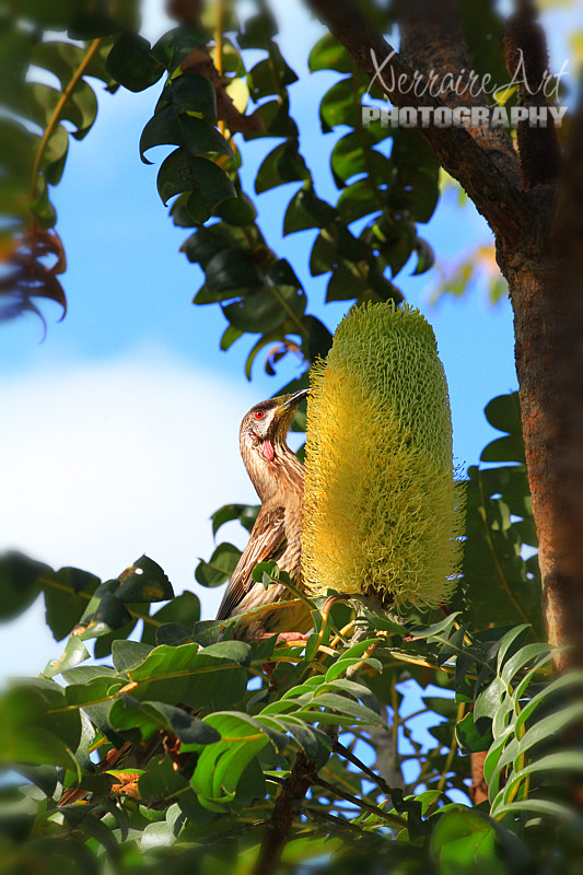 Sometimes orchid hunting is not about the orchids...or else I have a short attention span. Loved seeing this wattle bird on a banksia.