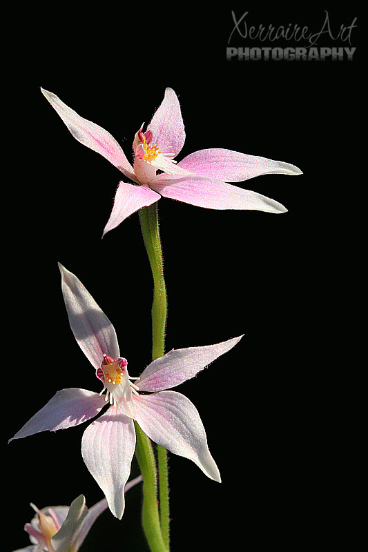 So here is our 'baby'. It's not the pinkest, not the biggest pink fairy orchid I've ever seen. But it's sweet, it's delicate and it's ours!