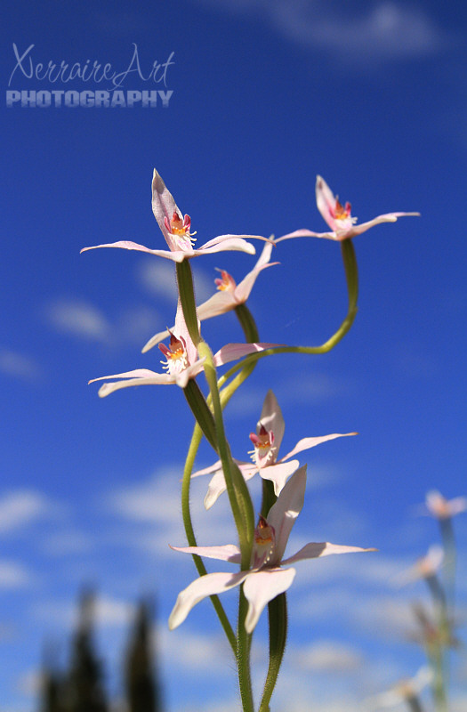 A view you don't often see. They are usually in the ground, not in a pot, so I thought to take a photo with a sky view.