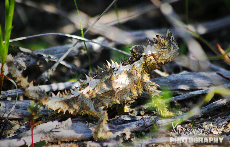 Now as excited as we were with our orchid finds, we were very excited when Jamie found the Thorny devil! It was quite patient with us!