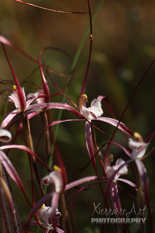 In another location we got to see a cluster of spider orchids - Caladenia footeana – Crimson Spider Orchid