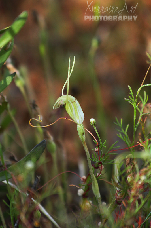 Based on its long 'ears', and our location, this could be a Pterostylis sp. 'hairy' - Hairy-stemmed Snail Orchid