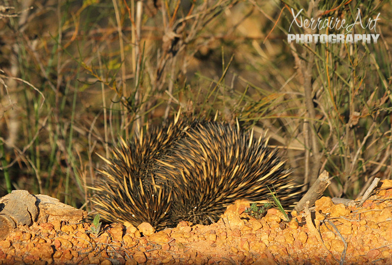 The two eagle eyed youngsters in the back seat spotted an echidna crossing the road!