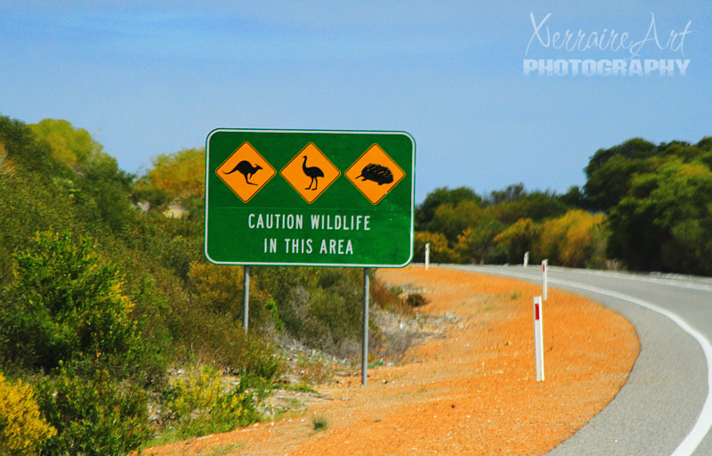 Nothing major about a road sign, right? Except we don't have anything like these in America! Represented here is the Kangaroo, the Emu, and the Echidna. And yes, I have seen random instances of each on or from the road.