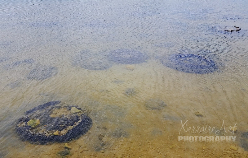 This tidal lake has salinity levels twice as high as the ocean, creating perfect conditions for the formation of stromatolites, the oldest and largest living fossil known to man.