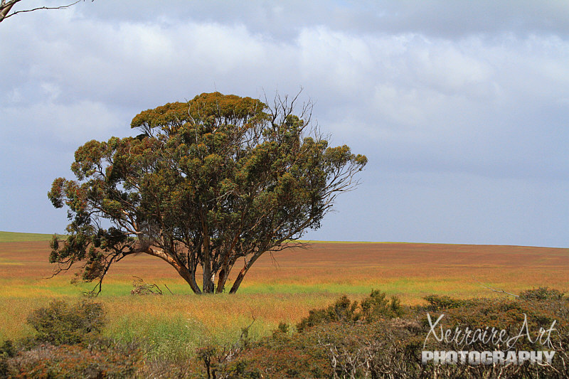 We left Tammin, chasing the sun, trying to escape the rains. We headed in a less rainy direction towards a nature reserve.