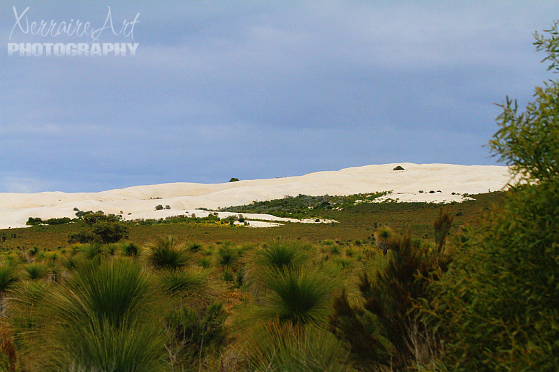 This drive towards Cervantes in the Lancelin area, is full of big and dunes. From afar, it almost looks like snow on a hill. When I see vegetation growing from them I tell John we have sand in America, but nothing grows from our sands!