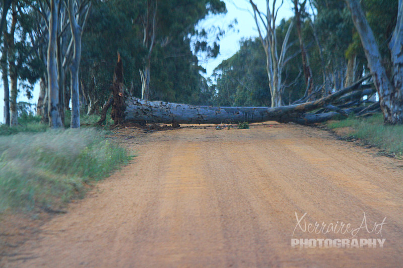 I guess we knew they were calling for dangerous weather, we were even following a nephew's tales on Facebook of downed trees, but the next thing we knew, a tree was down in the road in front of us.