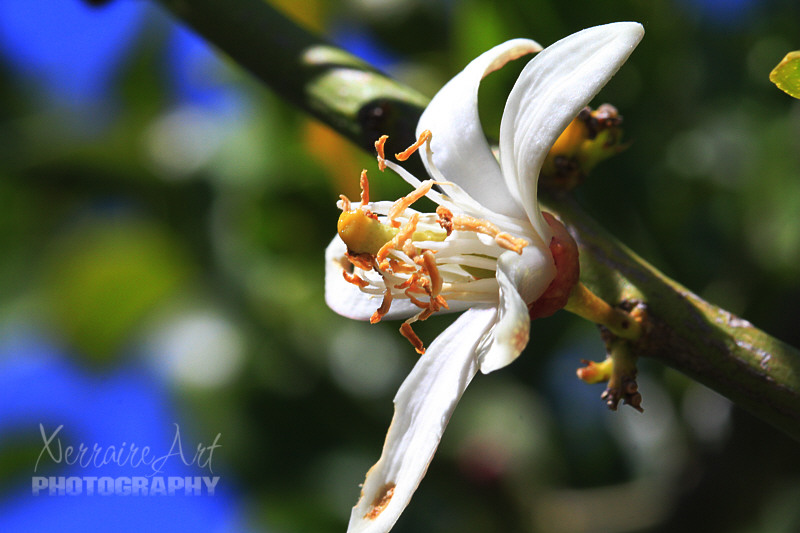 It's really hard to get my head around that there are blossoms and lemons on the tree at the same time, but that's the kind of lemon tree it is.