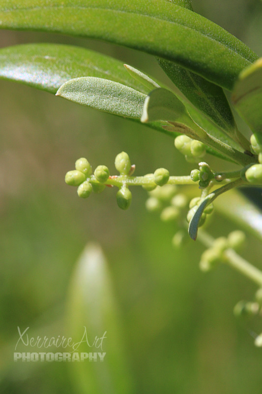 It's still just little, our tiny olive tree in the back yard.