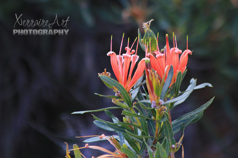 And the flowers, we were surrounded by so many different kinds. This one, Lambertia multiflora, a Many-flowered honeysuckle.