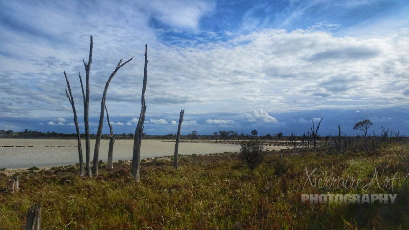 Dead trees that could not withstand the harsh salty conditions form interesting shapes and stark silhouettes.