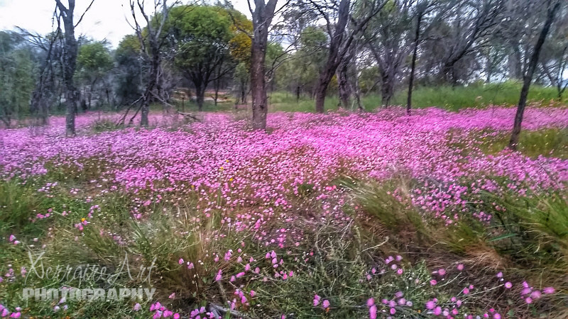 If there is a favorite place in springtime for me on earth, I guess it would be this spot. Everlasting flowers that cover the woods for as far as the eye can see.