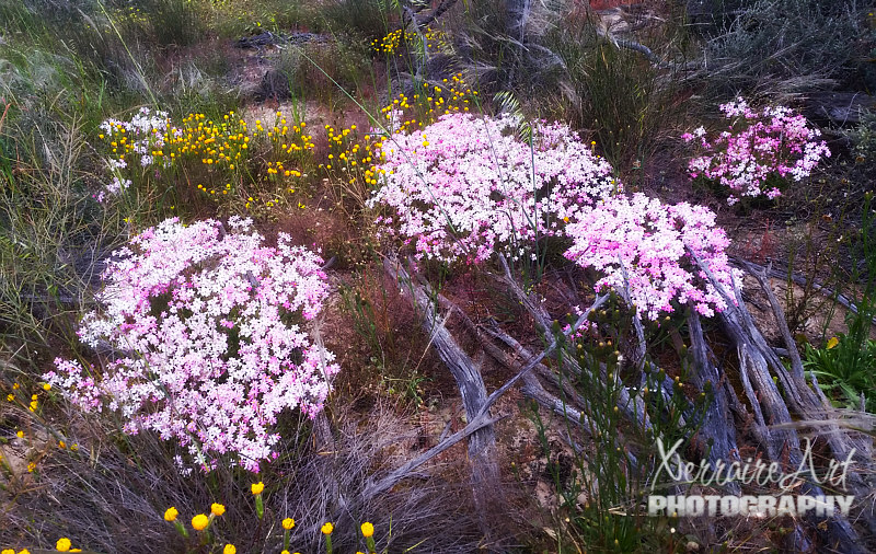 As we were leaving, just a few feet down the road, I spotted some unexpected color that looked like everlastings!