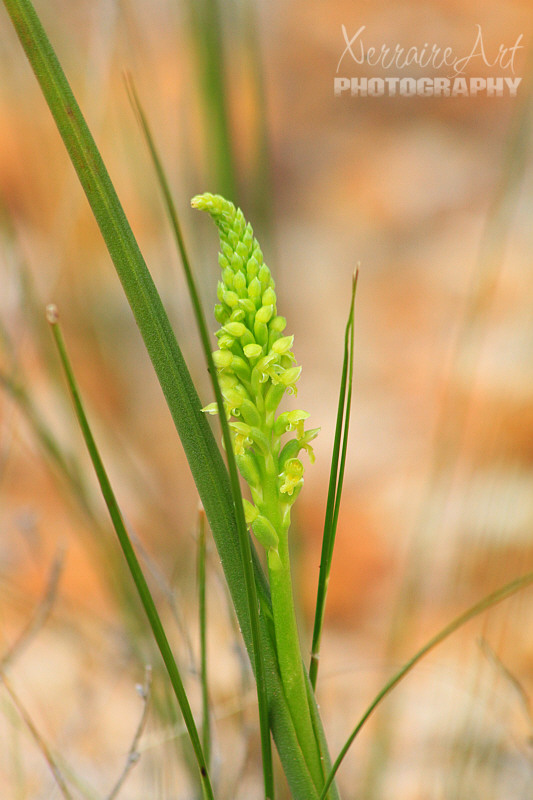 Another Mignonette Orchid.