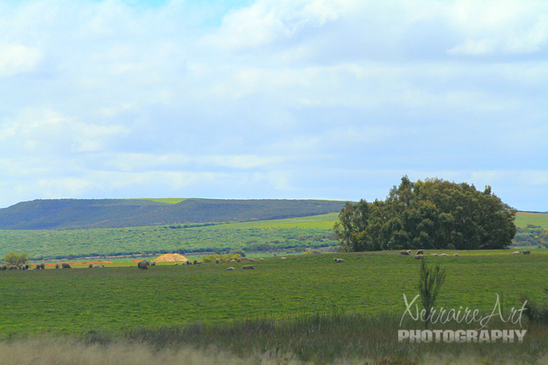 It is just beautiful to drive along, I loved the purple cast to the hills in the distance.