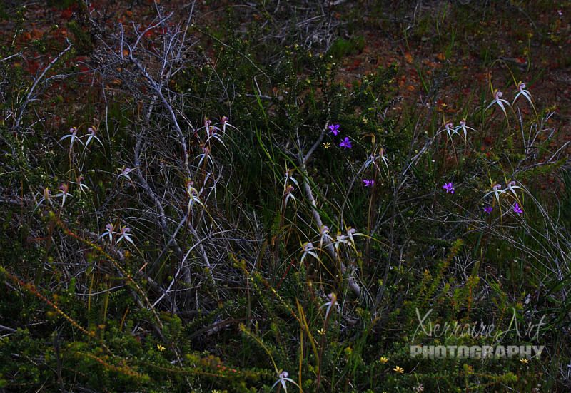 Again with the Spider orchids, look how many.