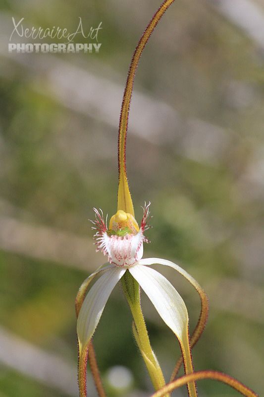 This spider orchid has a spider in it. :)