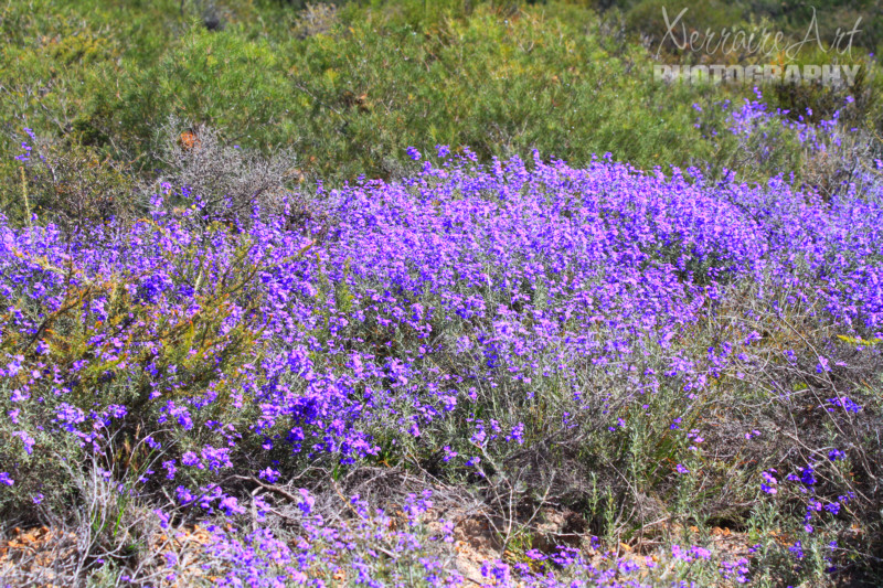We saw a lot of this, a sea of dampiera.
