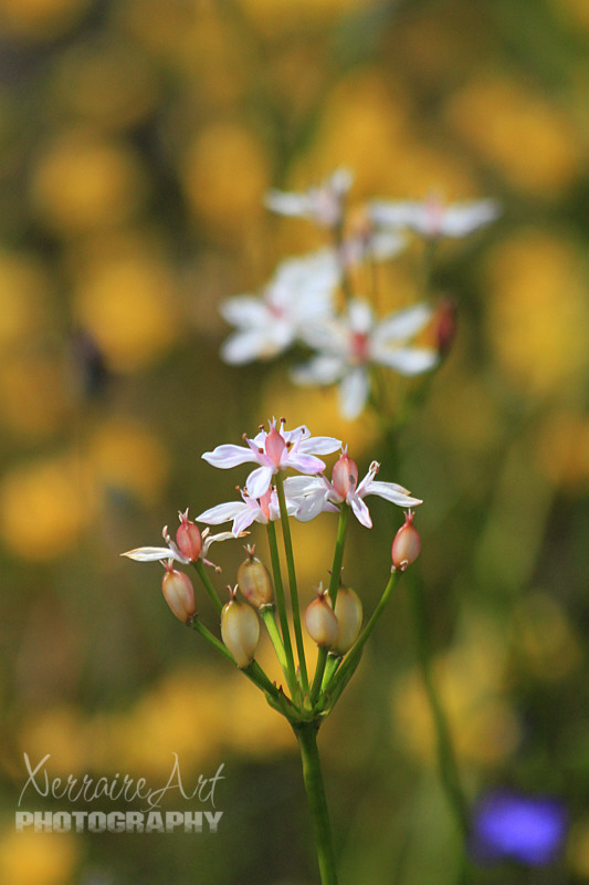Milkmaids along the road.
