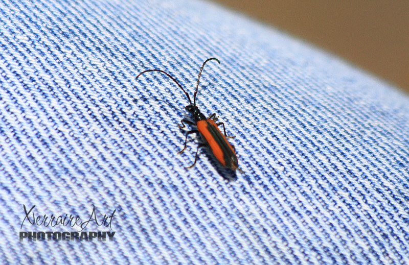 Then a bug got in the car, and I had a screaming fit. We had to pull over again. This time to set the bug free.