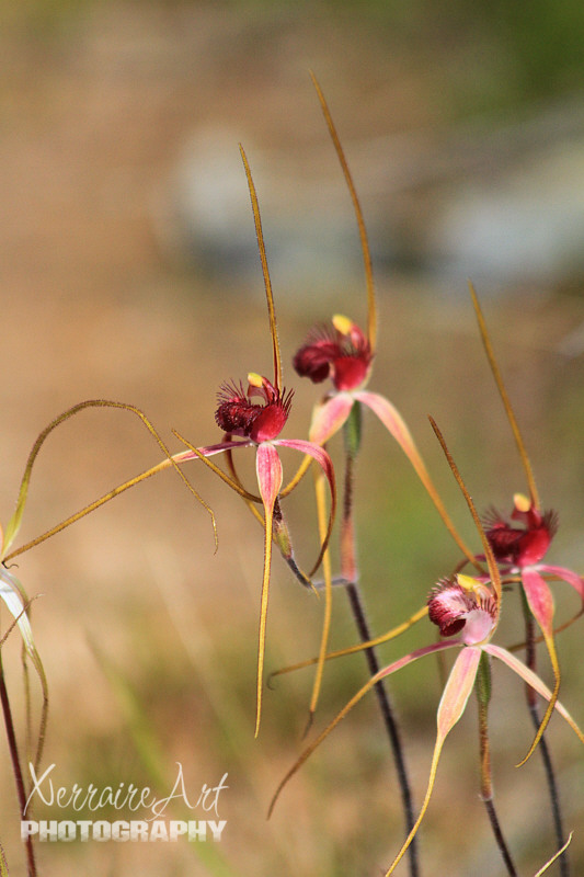 At last, different spider orchids from all of the white ones we had been seeing. These were red.