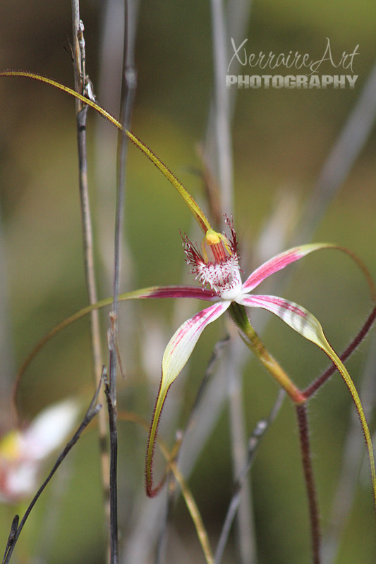 And finally, a spider orchid that was a mix of both colors.