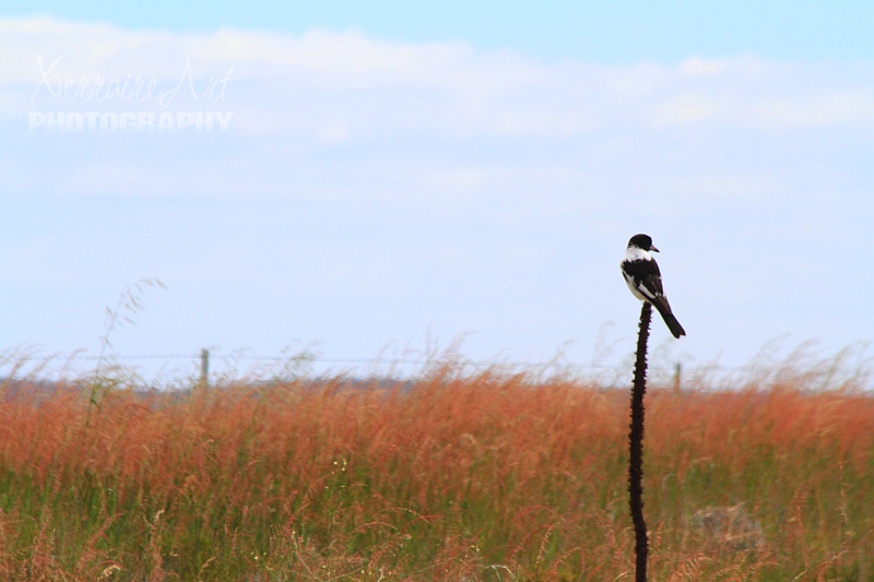 We passed (twice) what looked like a very large butcher bird.