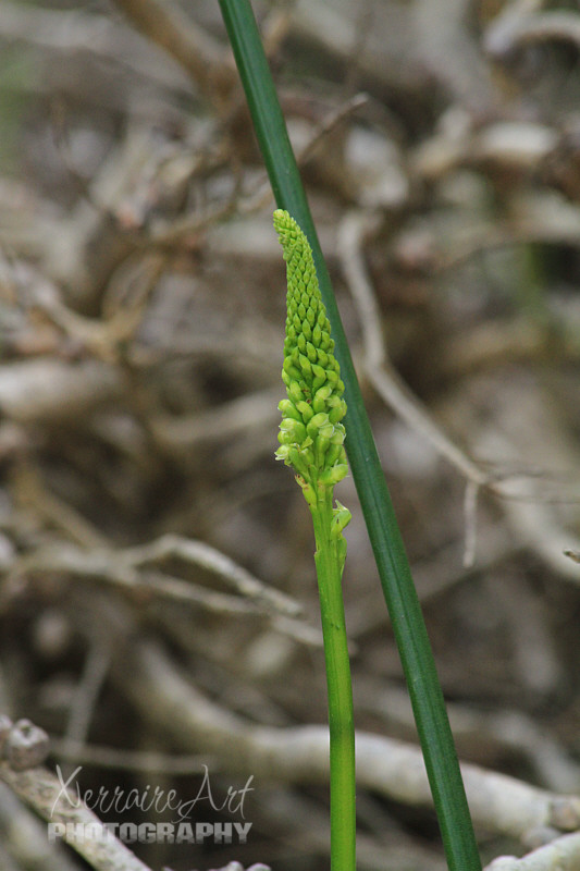 While looking at the spider orchids, we saw a Mignonette Orchid.