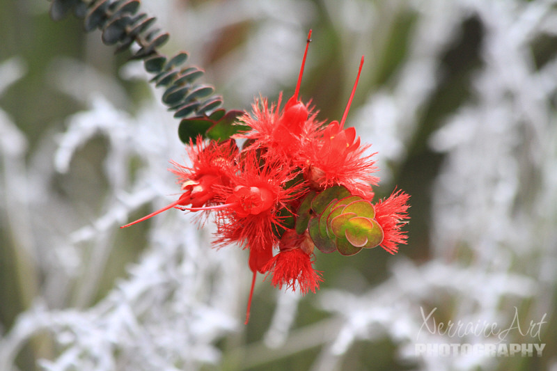 Verticordia out in front of the smokebush, loved the look of both together.