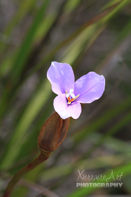 We also saw a sweet purple flag in the sun.