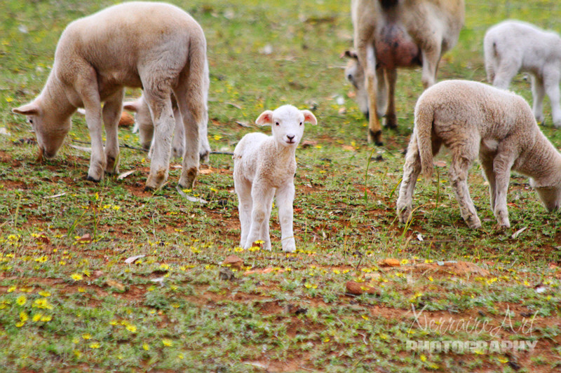 We drove into Northam, and on the outskirts of town, I couldn't resist a photo of this adorable little lamb.