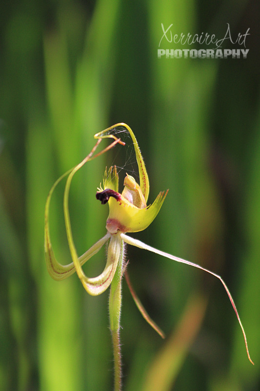 Mokine Reserve, and we were promptly greeted by Mr. Fringed Mantis Orchid.