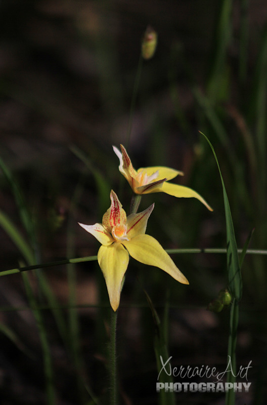 Also found was the obligatory Cowslip Orchid.