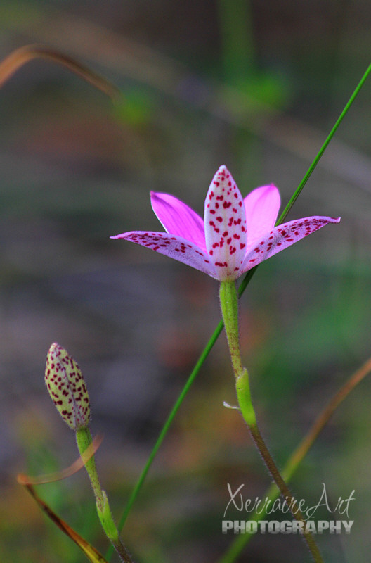 Always a treat to see an enamel orchid, this one was pink!