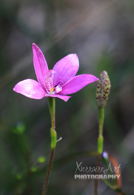 Elythranthera emarginata - Pink Enamel Orchid