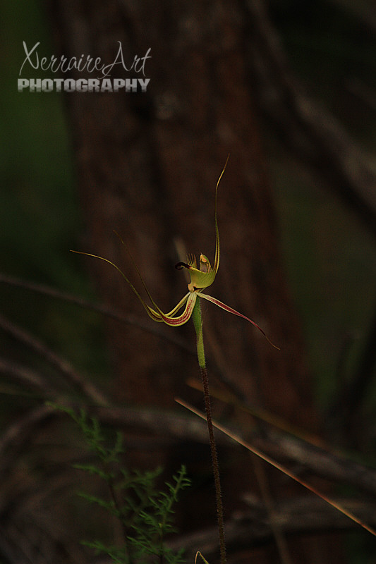 A beauty by itself as we got deeper into the woods.