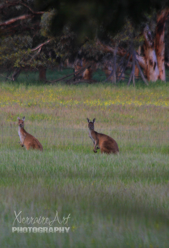 It doesn't get more Aussie than the classic Kangaroos in the country.