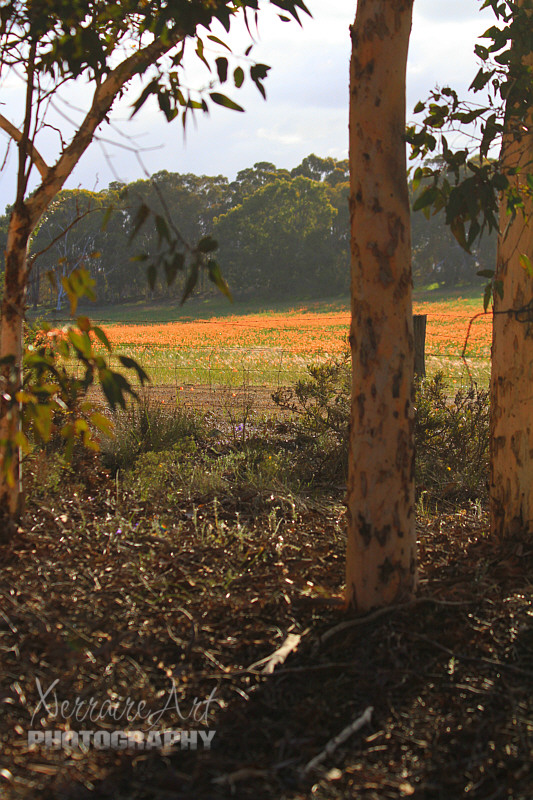 Who can resist a field of orange?