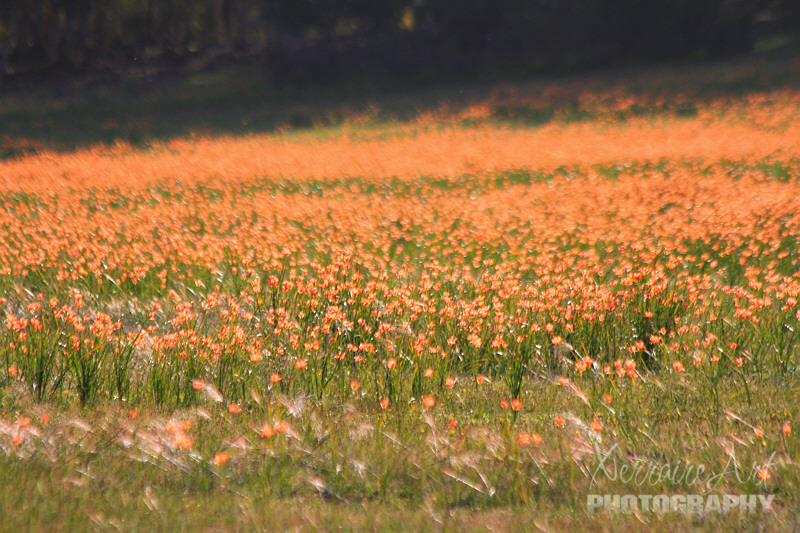 No matter it was a field of weeds.