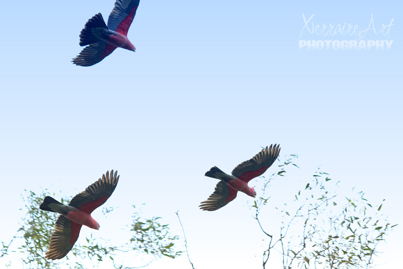 A wonderful place to watch the birds that flock around the area.