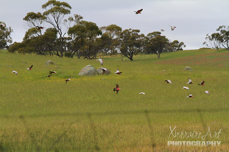 Country birds just seem to like to race along side the car.