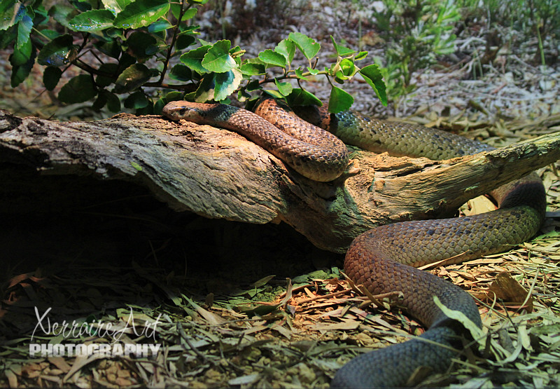 The dugite /?dju??a?t/ is a species of venomous, potentially lethal, snake native to Western Australia, a member of the family Elapidae. The local Nyungar name for the dugite is dobitj.