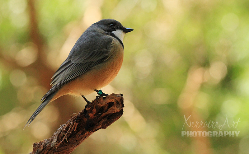The rufous whistler is a species of whistler found in New Caledonia, Papua New Guinea, and throughout Australia. Predominantly a reddish-brown and grey bird, it makes up for its subdued plumage with its song-making ability.