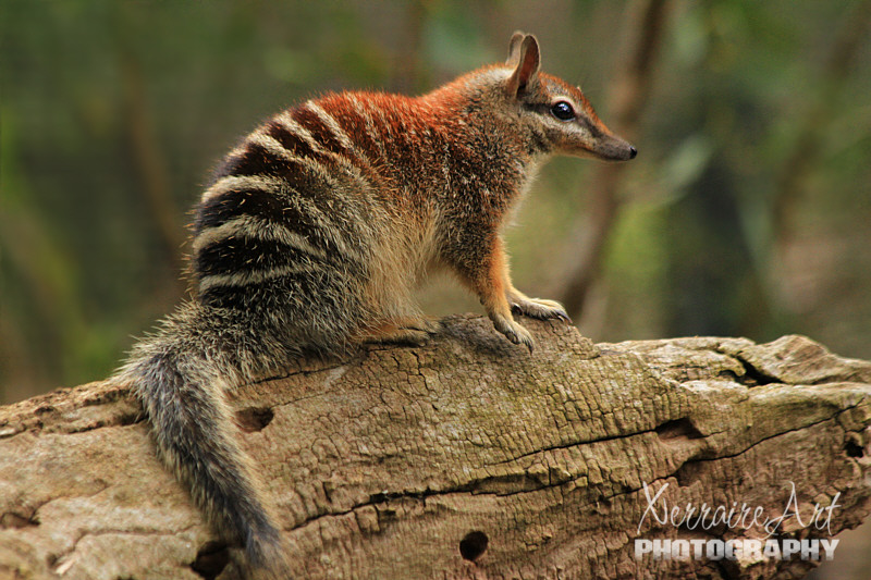 One of John's favorites, the Numbat, Myrmecobius fasciatus. Today it was my favorite too. She had just been fed and let us see a lot of her. We also happened to be in there with a group from Project Numbat.