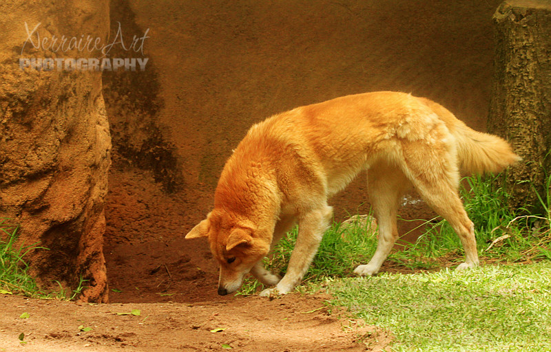 We ducked under an overhang while it rained some more, but that was good as we were right by the Dingoes.