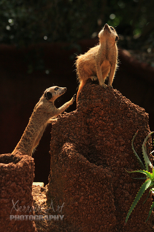 Slender-tailed Meerkat (Suricata suricatta), In Africa, meerkats are kept as pets and used to keep the mice population down, especially on farms.