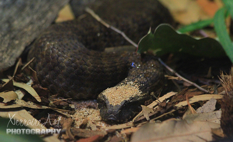 The common death adder (Acanthophis antarcticus) is a species of death adder native to Australia. It is one of the most venomous land snakes in Australia and globally.