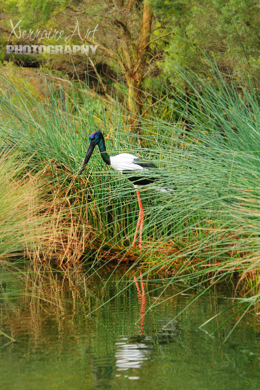 Black-necked Stork. Ephippiorhynchus asiaticus. Habitat destruction through the filling in of wetlands and swamps is a threat to the Black-necked Stork population.